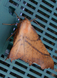 Maple Thorn Maple Thorn